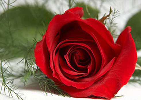 Còn được cài hoa hồng đỏ là niềm hạnh phục tột cùng của mỗi người. Ảnh minh họa