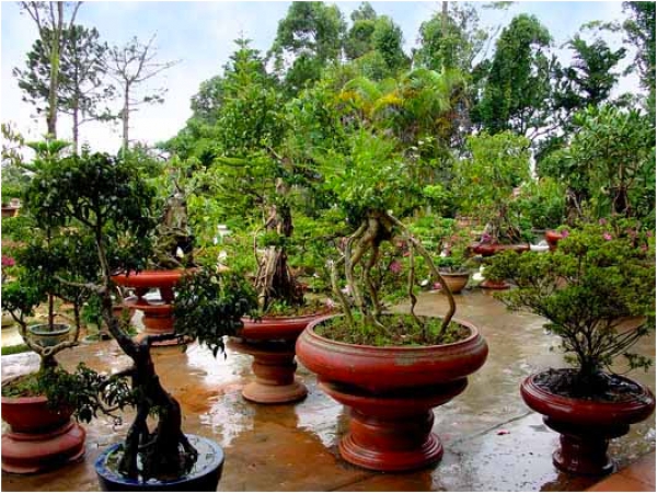 Vườn hoa trước chùa