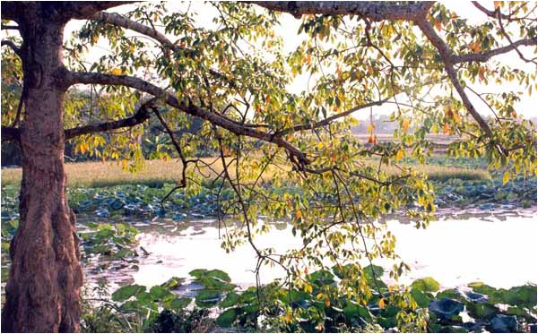 Bến chùa